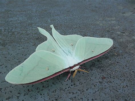 蝶 不吉|蝶や蛾は不吉な生き物？その理由とは 